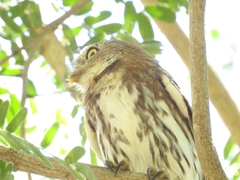 Glaucidium brasilianum