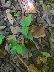 Odontochilus tashiroi