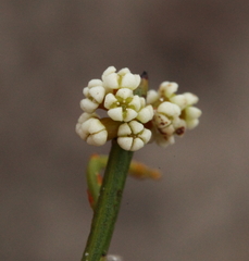Leptomeria pauciflora