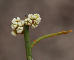 Leptomeria pauciflora