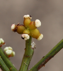 Leptomeria pauciflora