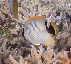 Chaetodon trifascialis