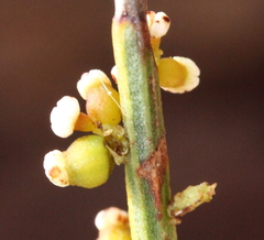 Leptomeria pauciflora