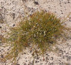 Leptomeria pauciflora