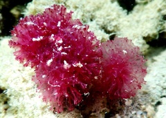 Oceanapia sagittaria