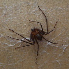 Loxosceles reclusa