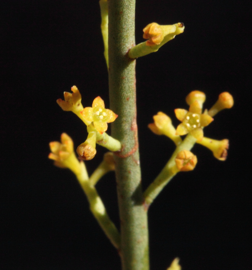 Leptomeria lehmannii