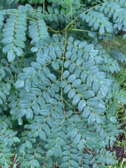 Adenanthera pavonina