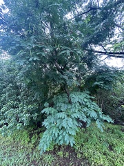 Adenanthera pavonina
