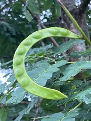 Adenanthera pavonina