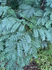 Adenanthera pavonina
