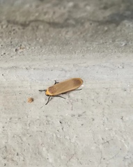 Danielithosia immaculata