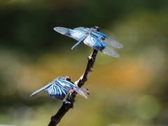 Rhyothemis resplendens