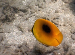 Chaetodon speculum