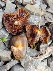 Psilocybe stuntzii