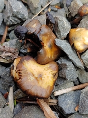 Psilocybe stuntzii