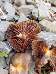 Psilocybe stuntzii