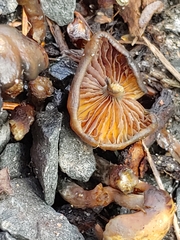 Psilocybe stuntzii