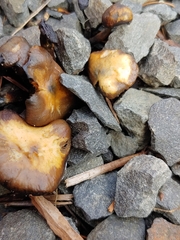 Psilocybe stuntzii