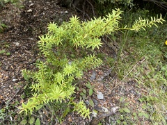 Podocarpus totara