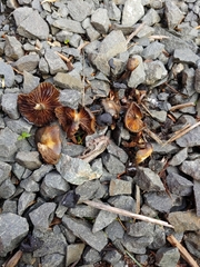 Psilocybe stuntzii