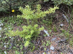 Podocarpus totara
