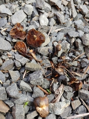Psilocybe stuntzii
