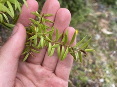 Podocarpus totara