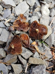 Psilocybe stuntzii
