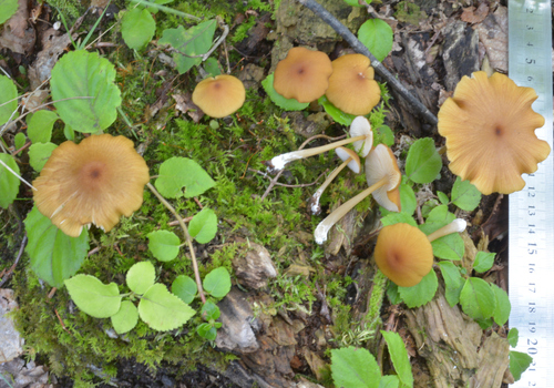 Entoloma formosum