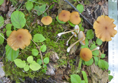 Entoloma formosum