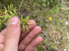 Podocarpus totara