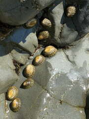 Cellana denticulata