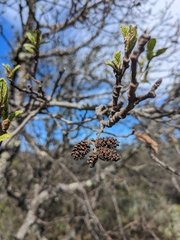 Alnus acuminata