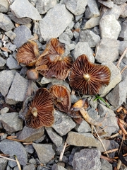 Psilocybe stuntzii