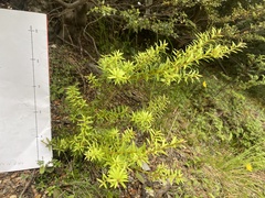 Podocarpus totara