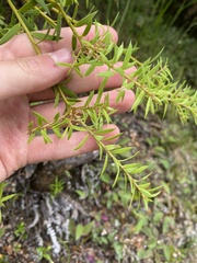 Podocarpus totara
