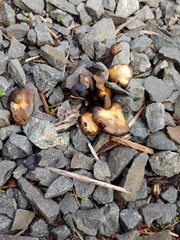 Psilocybe stuntzii
