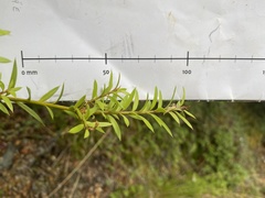Podocarpus totara