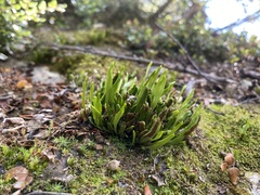 Notogrammitis crassior