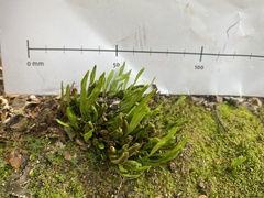 Notogrammitis crassior