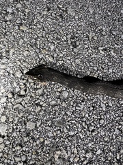 Nerodia fasciata pictiventris