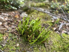 Notogrammitis crassior