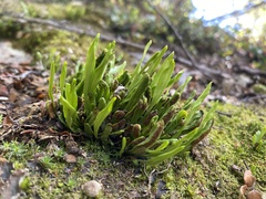 Notogrammitis crassior