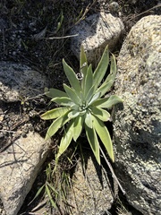 Dudleya lanceolata