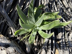 Dudleya lanceolata