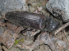 Athous haemorrhoidalis