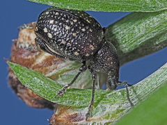 Otiorhynchus gemmatus