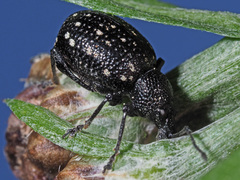 Otiorhynchus gemmatus