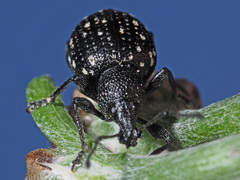 Otiorhynchus gemmatus